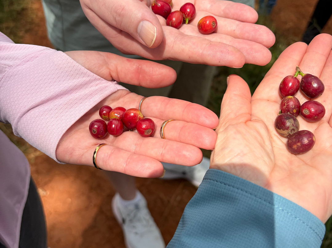 Fairview Coffee Estate-内罗毕必去景点