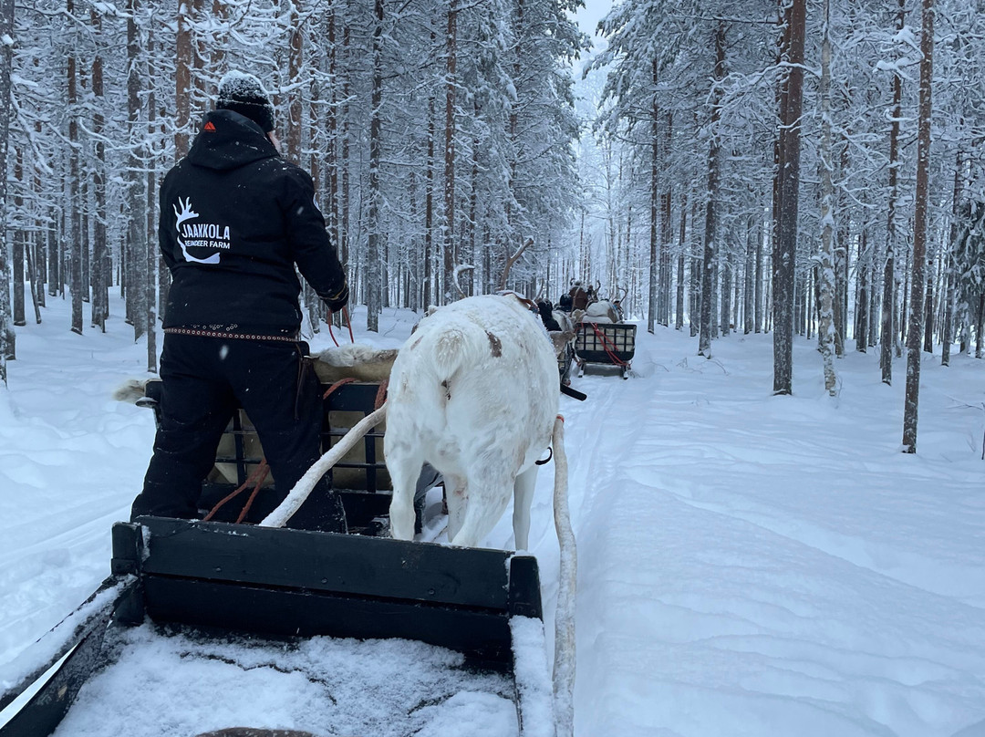 Jaakkola Reindeer Farm-Luosto必去景点