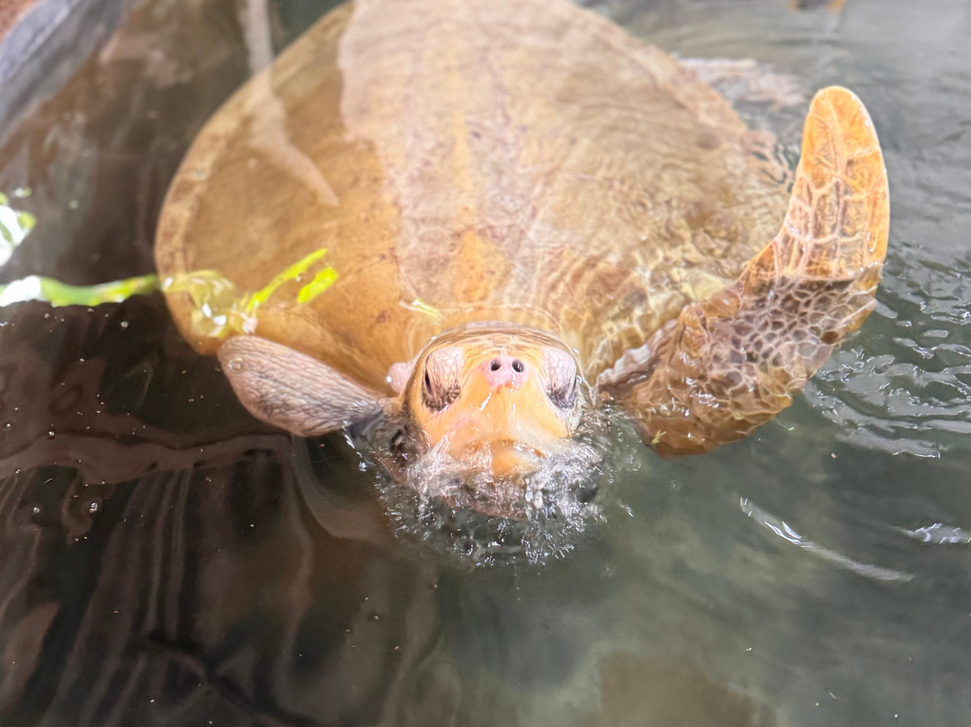 Sea Turtle Conservation Project (Koggala)-克拉必去景点