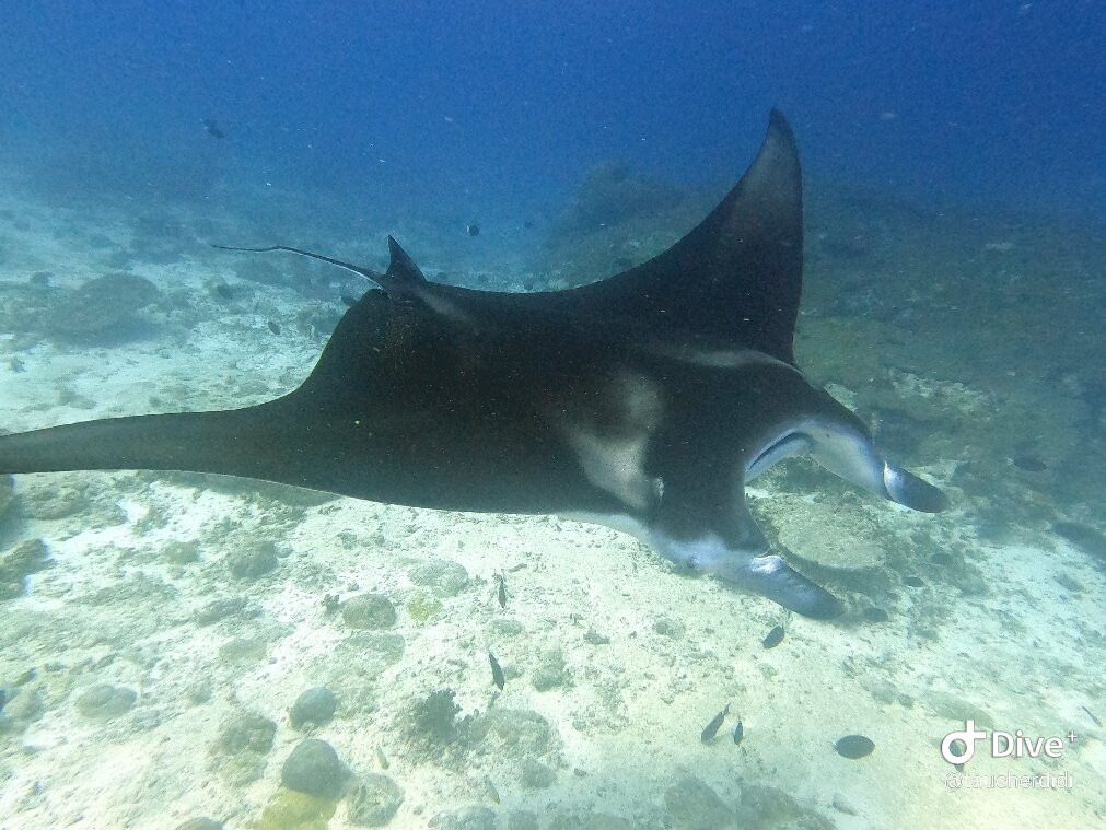 Addu Scuba Dive Maldives-阿斯杜太阳岛必去景点
