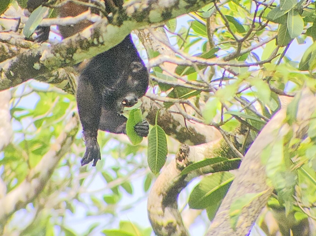 Jaguar Corcovado Tours-希门尼斯港必去景点