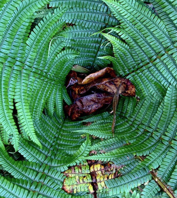 Kona Cloud Forest Sanctuary-凯鲁瓦-柯纳必去景点