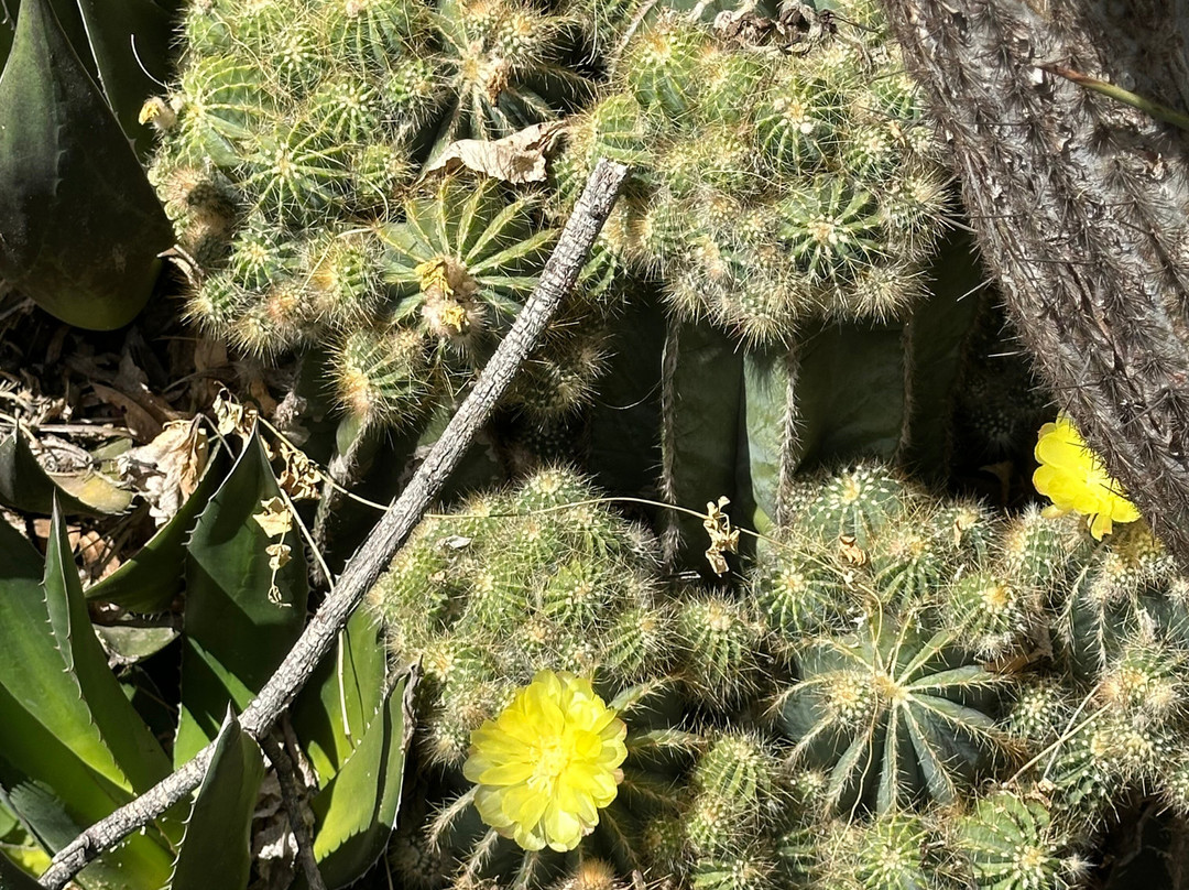 Obesa Cacti Nursery-格拉夫-里内特必去景点
