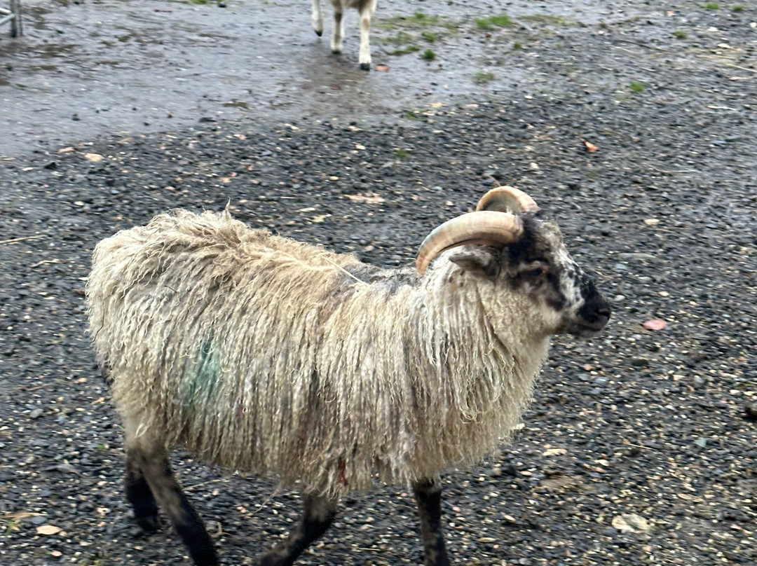 Sheep Smarts-Rathdrum必去景点