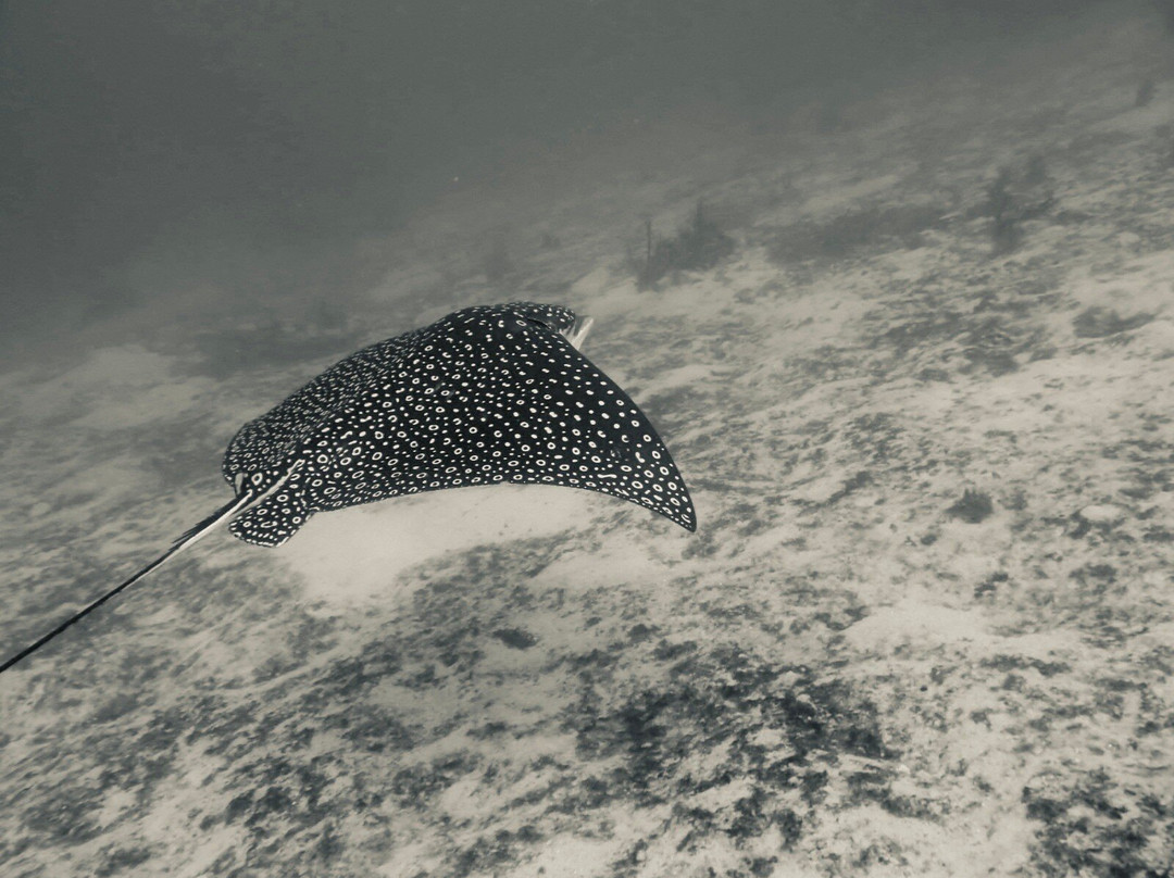 Aquanauts Grenada-True Blue必去景点