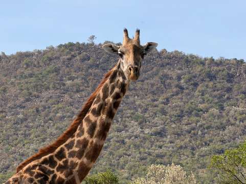 Maleki Tours&Safaris-内罗毕必去景点