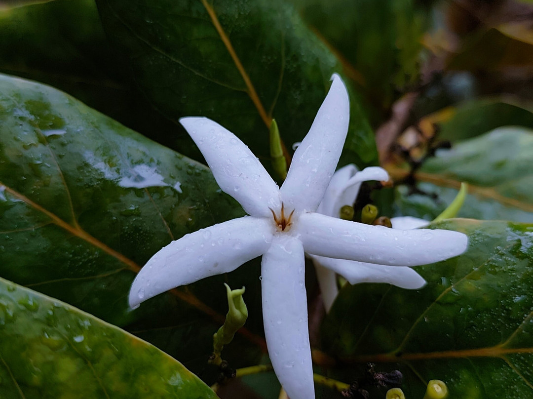 Grande Montagne Nature Reserve-罗德里格斯岛必去景点