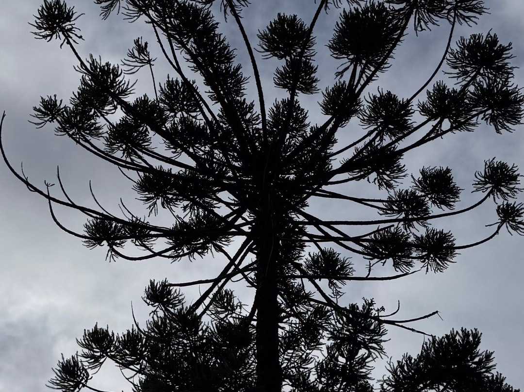 Tours 4 Cruisers-比戈必去景点