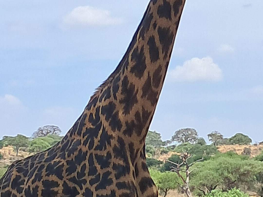 Leopard Tours Limited-阿鲁沙必去景点