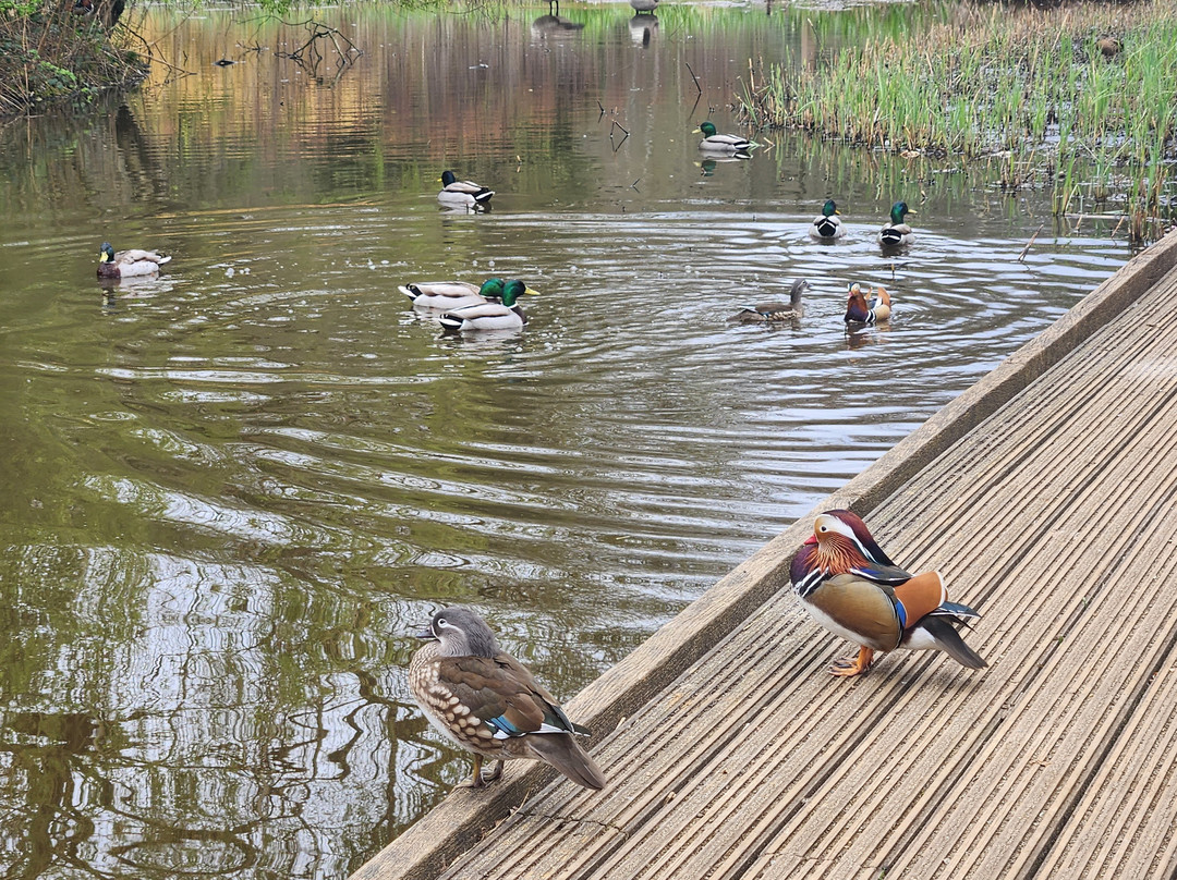 Isabella Plantation-泰晤士河畔里士满必去景点
