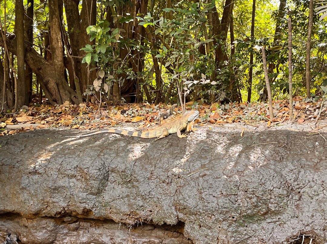Palo Verde Boat Tours-Ortega必去景点