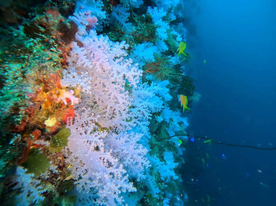 Dive Academy Fiji-Waiyevo必去景点
