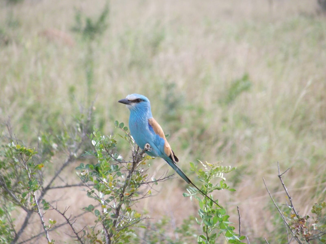 Grassrootz Adventures Uganda-坎帕拉必去景点