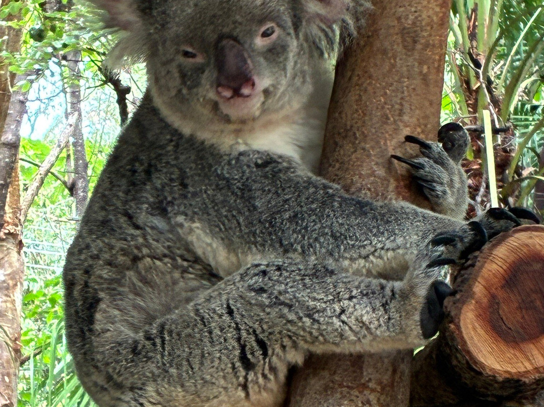 Selina Magnetic Island & The Koala Park-Horseshoe Bay必去景点