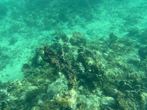 Vieques Sailing Charters-维切克岛必去景点