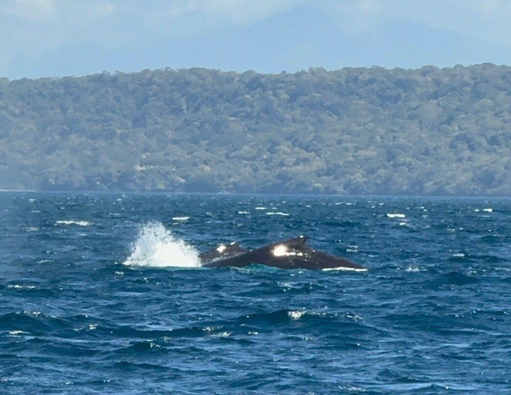 Sea Star CR Sport Fishing and Adventure Tours-Area de Conservacion Guanacaste必去景点