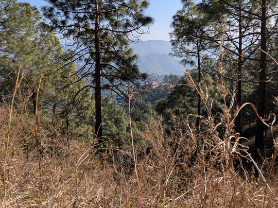 Kasauli Nature Walks With Vanita-Kasauli必去景点