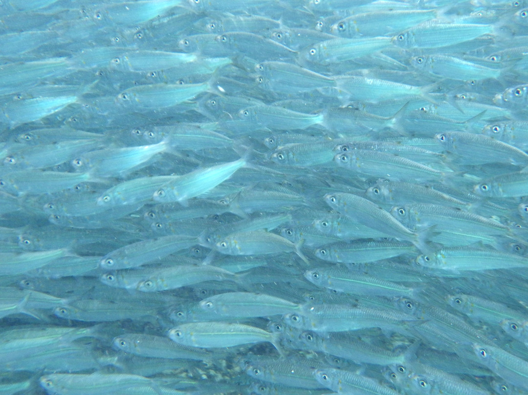 Napaling Reef-Panglao必去景点