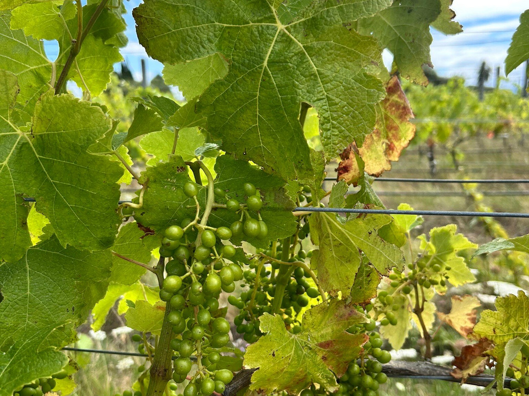 FROMM Winery-布伦海姆必去景点