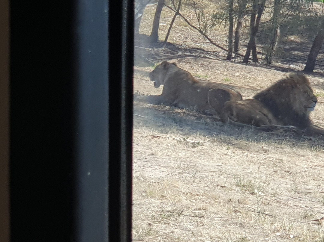 Taronga Western Plains Zoo-达博必去景点