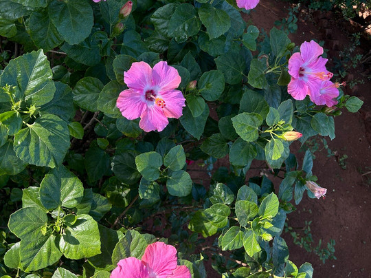 Rose Garden-Saputara必去景点