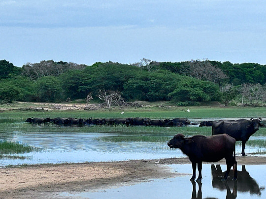 Bundala Wings And Wild Guilde Tours-Hambantota必去景点