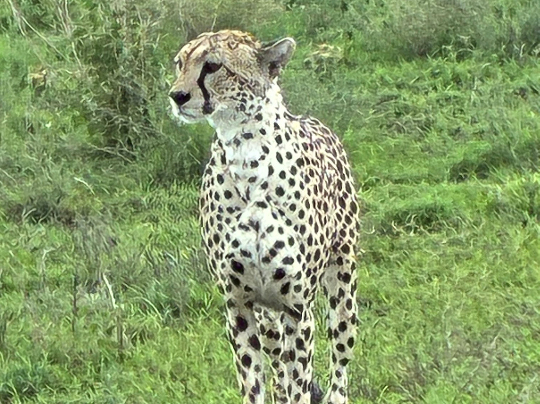 Wild Authentic Tanzania-阿鲁沙必去景点