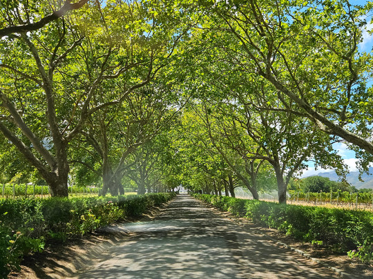 Lanzerac Wine Estate-斯泰伦博斯必去景点