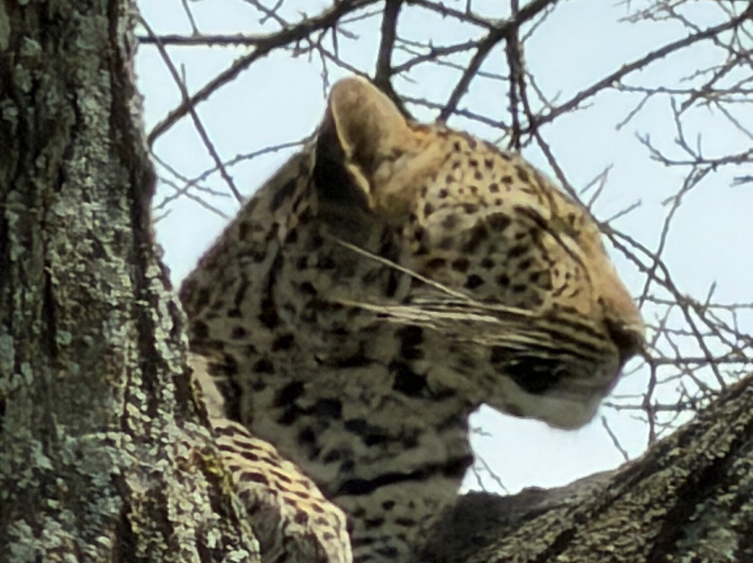 Thomson Safaris-塞伦盖蒂国家公园必去景点