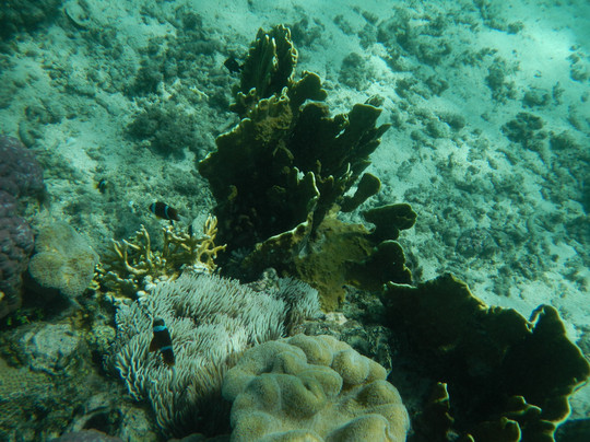 Mystery Island-Aneityum Island必去景点