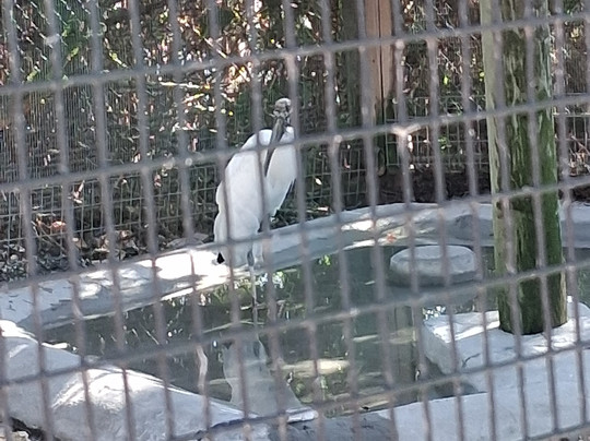 Save Our Seabirds-萨拉索塔必去景点