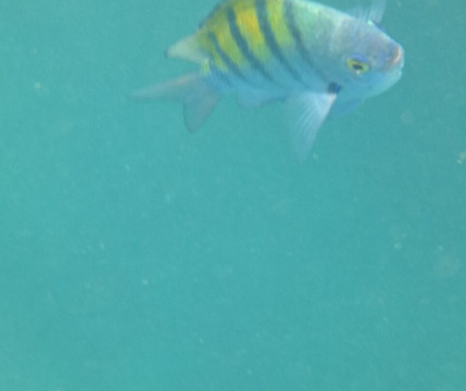 Isla de la Plata-Puerto Lopez必去景点