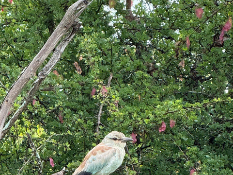 Paw Safaris-霍德斯普鲁特必去景点
