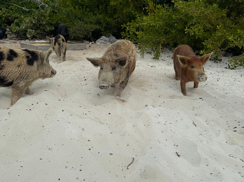 Long Island Boat Rentals-长岛必去景点