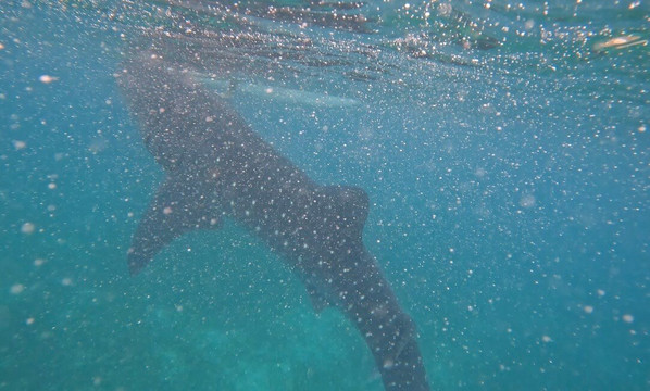 CSP Travel & Tours-宿雾市必去景点