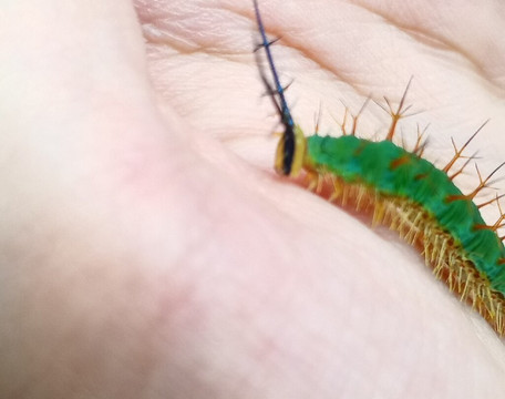 Mariposario Dedalma-Puyo必去景点