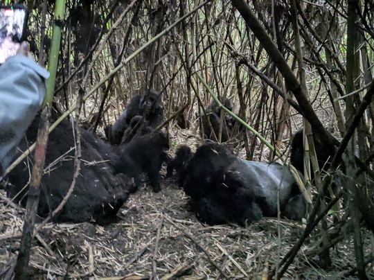 Rwanda Gorilla Trek - Day Tours-Huye必去景点