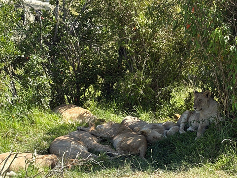 Kwanga Safaris-内罗毕必去景点