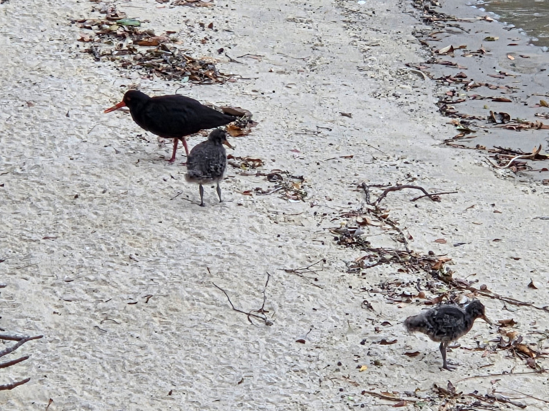 Ulva Island-斯图尔特岛必去景点