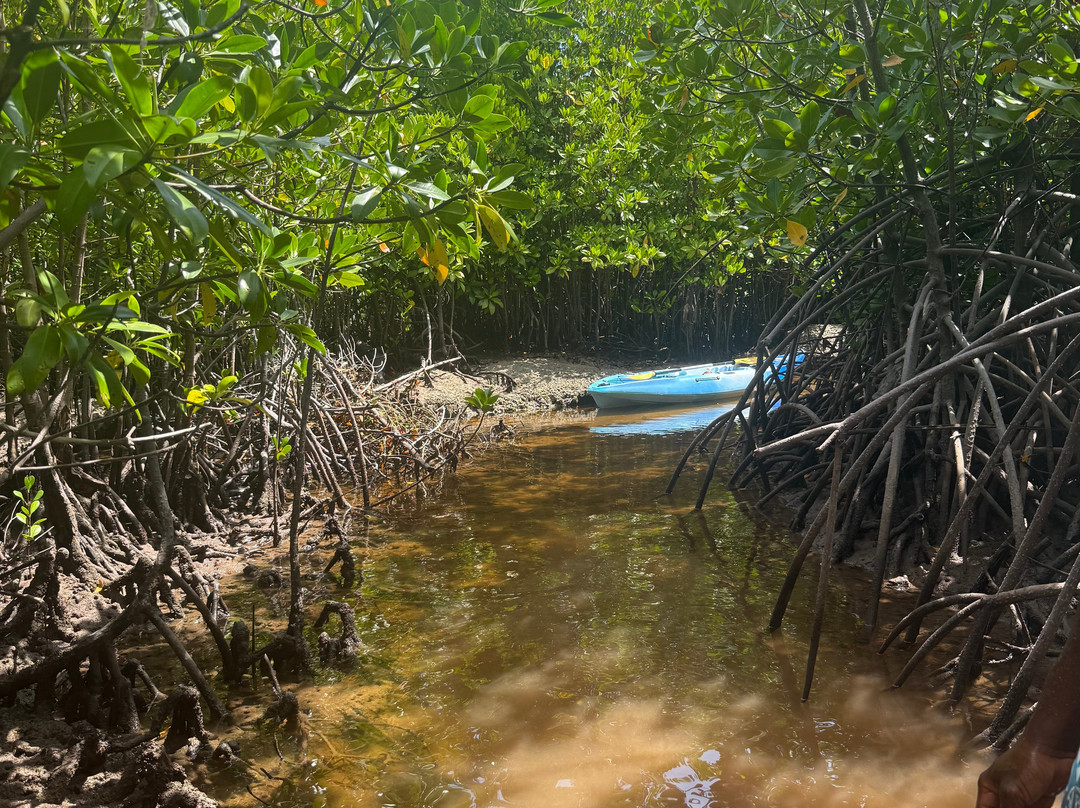 Bwejuu Mangrove Tunnels Kayak-必韦久必去景点