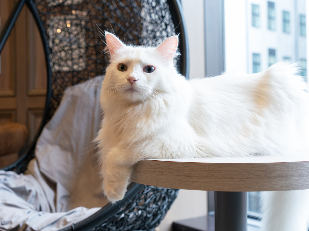 Cat Cafe Mocha Lounge Shibuya Koen-dori Branch-涩谷区必去景点