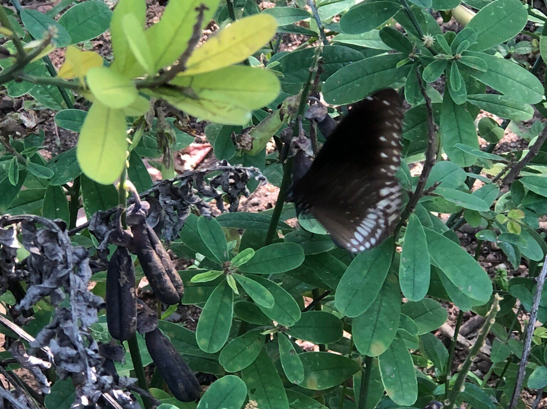 Beddegana Wetland Park-斯里贾亚瓦德纳普拉必去景点
