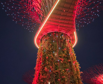 擎天树丛-新加坡必去景点