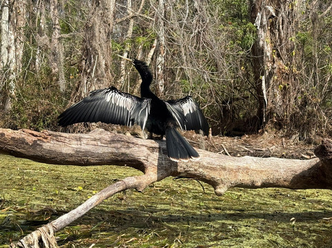 Silver Springs State Park-Silver Springs必去景点