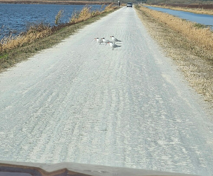 Lake Apopka Wildlife Drive-Apopka必去景点