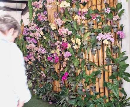 Ecuagenera - Orchids from Ecuador-昆卡必去景点