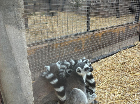 Monkey Park-洛斯克里斯蒂亚诺斯必去景点