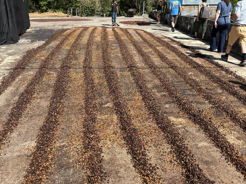 Diriá Coffee Tour-Hojancha必去景点