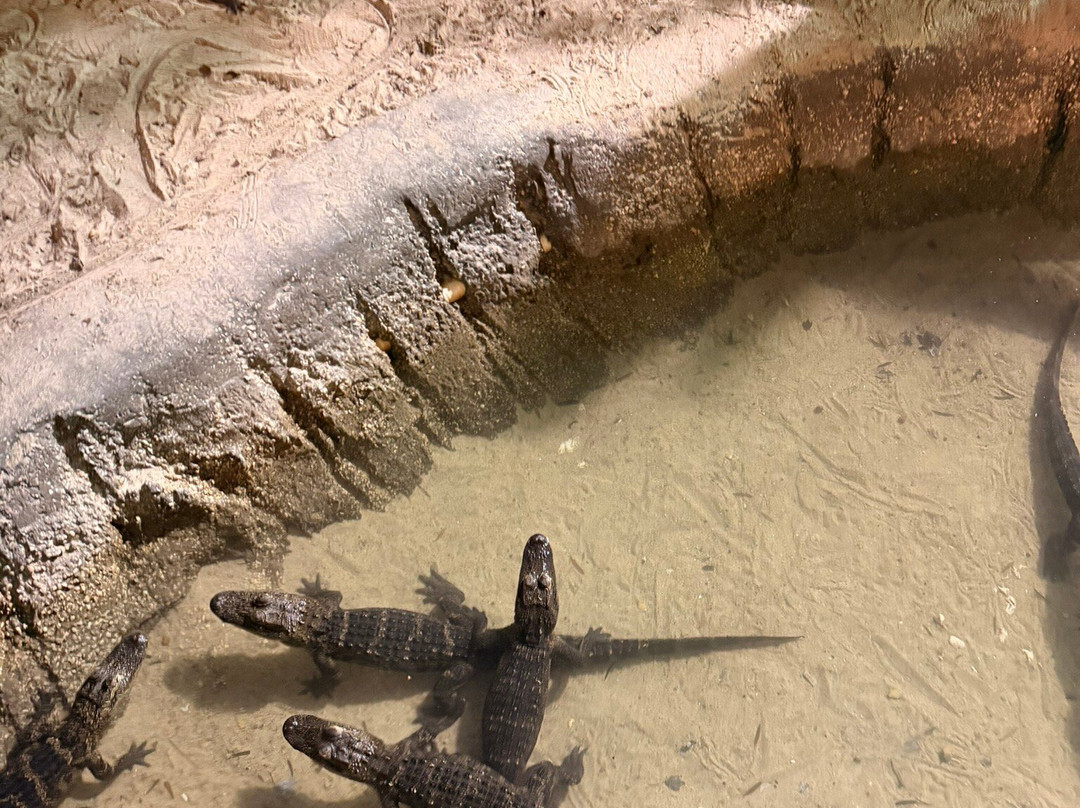 Congo River Golf-里奇港必去景点