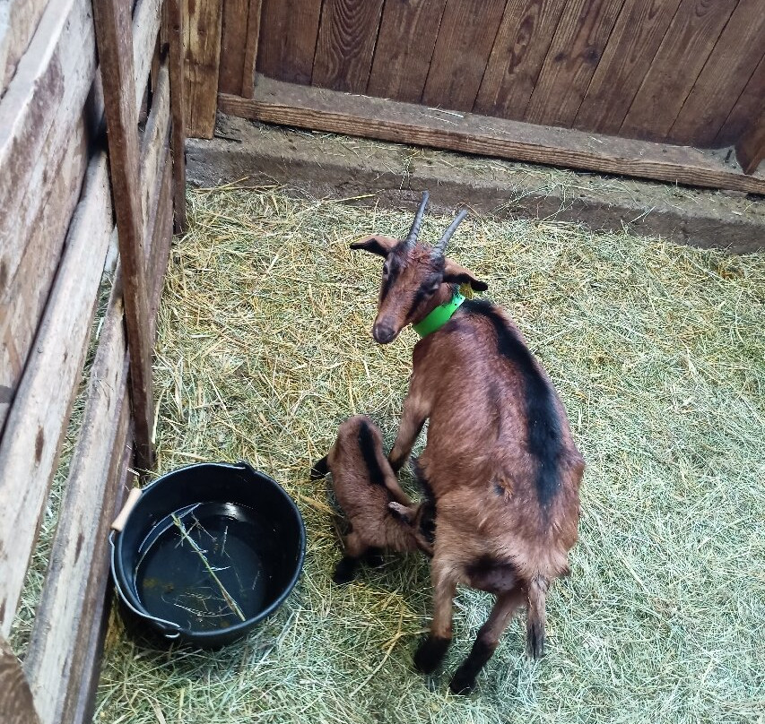 Chèvrerie des Monts Dore-Murat-le-Quaire必去景点